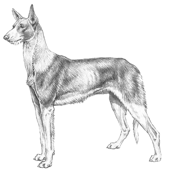 podenco2